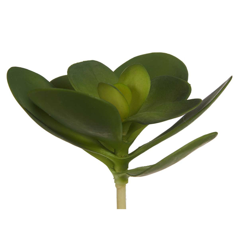 PIANTA FOGLIA ROTONDA