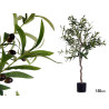 PLANTE AVEC POT OLIVIER 150CM 