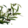 PLANTA CON MACETA OLIVO 150CM