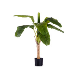 120CM SMALL BANANA PLANT WITH POT
