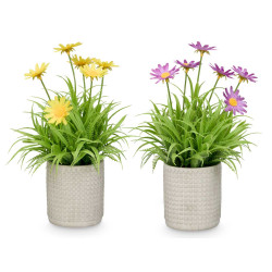 SQUARE CEMENT POT DAISY ASSORTED 4  