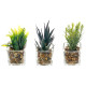 GLASS PLANT POT ASSORTED 3