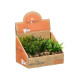 MACETA VIDRIO PLANTA SURT 3