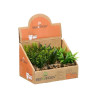 POT PLANTE VERRE SET 3