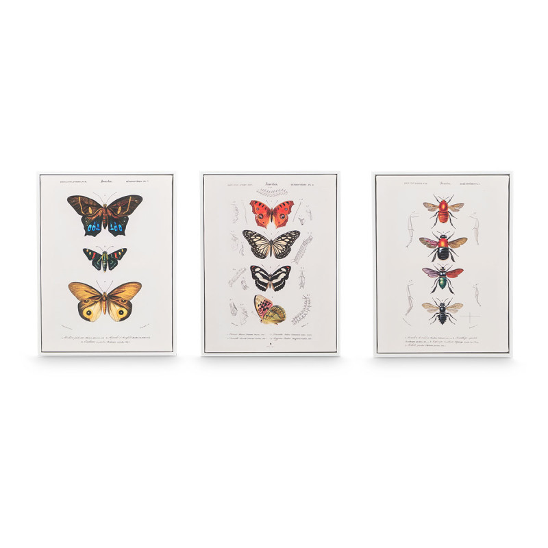 CUADRO LIENZO MARCO BLANCO MARIPOSA SURT3