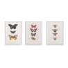 QUADRO MOLDURA BRANCA BORBOLETA SORT 3