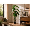 170CM POTTED PLANT WITH BROAD TIPPED LEAVES