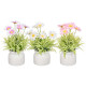 POT MARGUERITES ASSORTIES 3 COULEURS 23CM