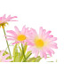 POT MARGUERITES ASSORTIES 3 COULEURS 23CM