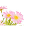 POT MARGUERITES ASSORTIES 3 COULEURS 23CM