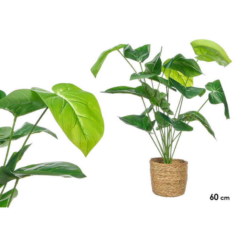 ALOCASIA PLANT RATTAN BASKET 60CM 