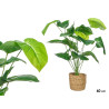 PLANTA ALOCASIA CESTO RATÃ 60CM