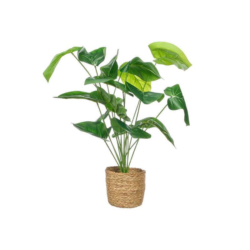 PLANTA ALOCASIA CESTO RATÃ 60CM
