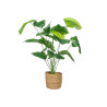 PLANTE ALOCASIA PANIER ROTIN 60 CM