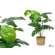 SWISS CHEESE PLANT RATTAN BASKET 60CM