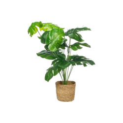SWISS CHEESE PLANT RATTAN BASKET 60CM