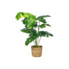 SWISS CHEESE PLANT RATTAN BASKET 60CM