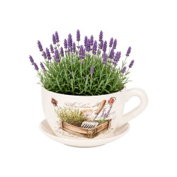 MACETERO CERAMICA TAZA PLATO HUERTO LAVANDA