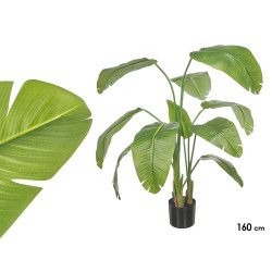 160 CM POTTED BANANA LEAF PLANT