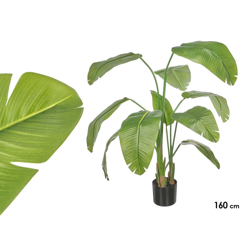 160 CM POTTED BANANA LEAF PLANT