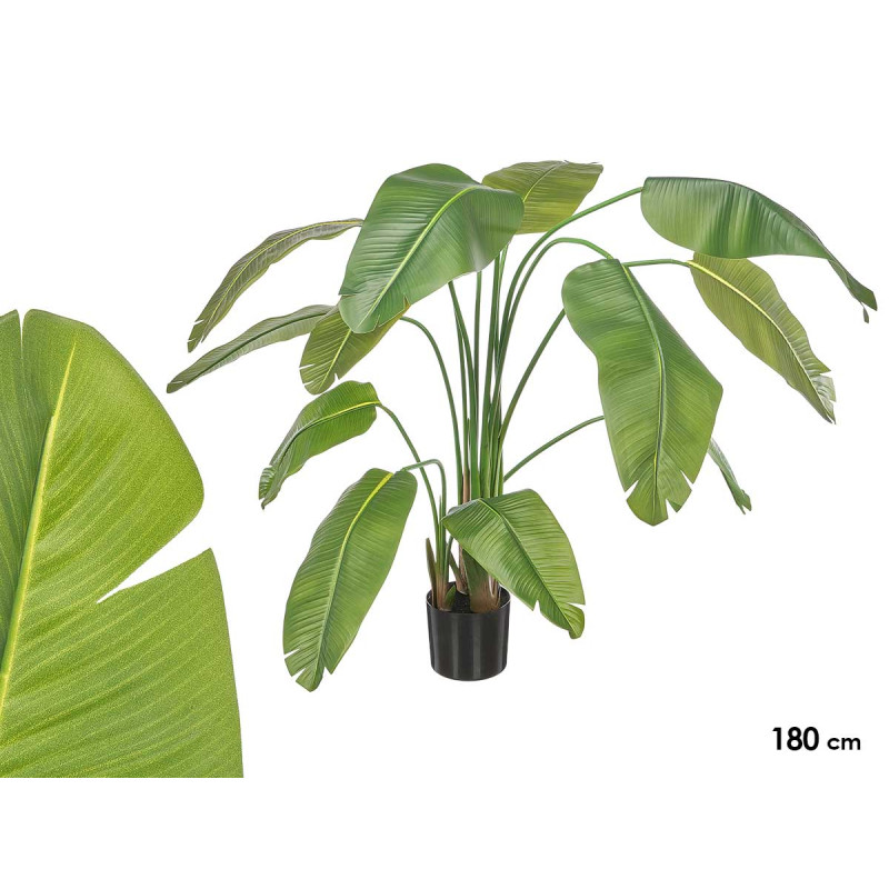 180 CM POTTED BANANA LEAF PLANT