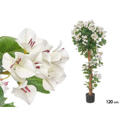 120 CM WHITE BOUGAINVILLEA POTTED PLANT