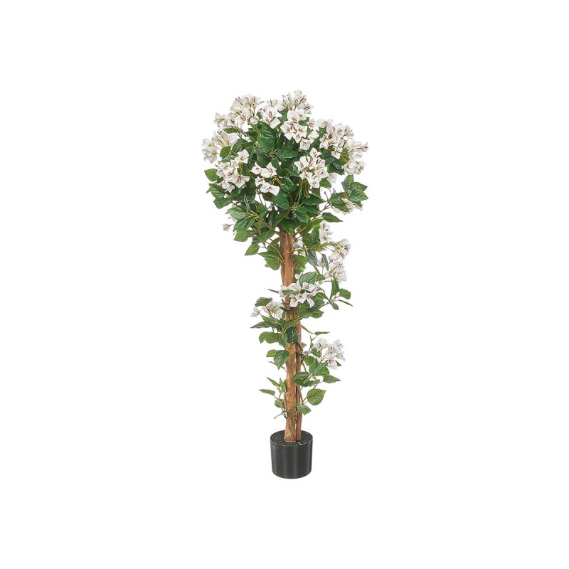 PLANTA BOUGAINVILLEA BRANCA 120 CM VASO