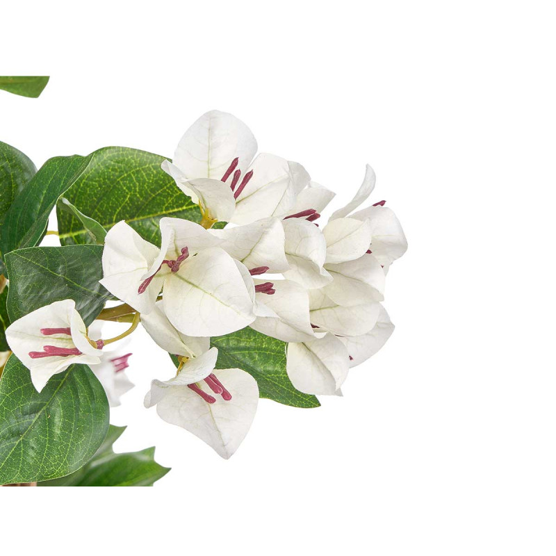 120 CM WHITE BOUGAINVILLEA POTTED PLANT