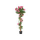 PLANTA VASO BOUGAINVILLEA FÚCSIA 150 CM