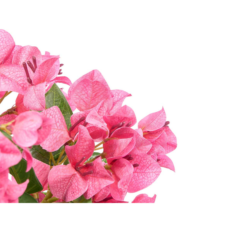 150 CM FUCHSIA BOUGAINVILLEA POTTED PLANT