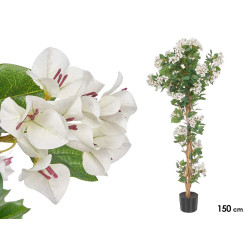 150 CM WHITE BOUGAINVILLEA POTTED PLANT