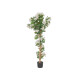 PLANTA BOUGAINVILLEA BRANCA 150 CM VASO