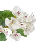 150 CM WHITE BOUGAINVILLEA POTTED PLANT