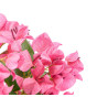 180 CM FUCHSIA BOUGAINVILLEA POTTED PLANT