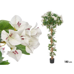 180 CM WHITE BOUGAINVILLEA POTTED PLANT