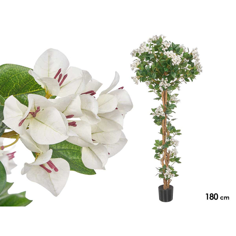 180 CM WHITE BOUGAINVILLEA POTTED PLANT