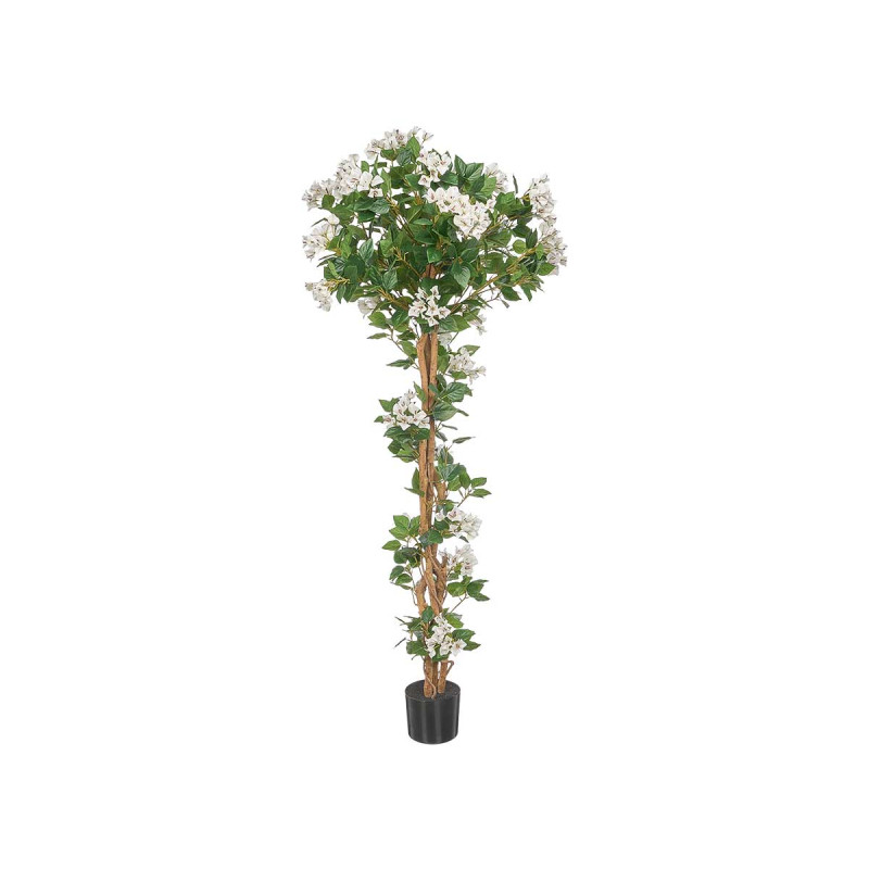 180 CM WHITE BOUGAINVILLEA POTTED PLANT