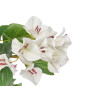 MACETA FLOR BUGANVILLA BLANCA 180 CM