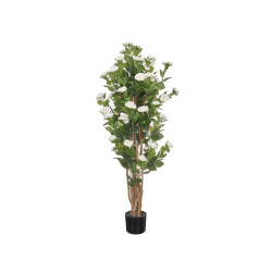 150 CM WHITE ROSE POTTED PLANT