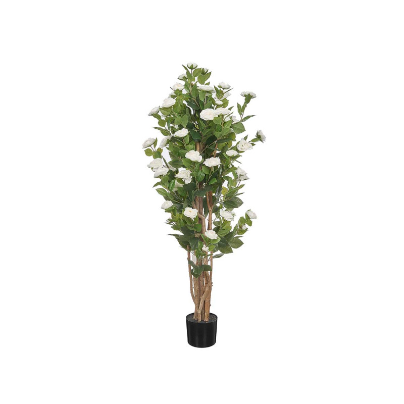 PIANTA VASO 150 CM ROSA BIANCA