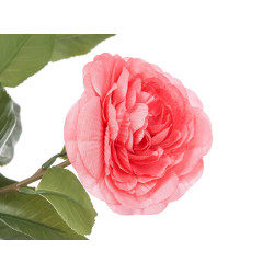 180 CM FUCHSIA ROSE POTTED PLANT
