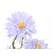 BIG PLANT AIR FRESHENER DALIA ASST 3 COL