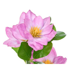 DEODORANTE PIANTA MAGNOLIA PICCOLA ASS 3 COL