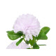 AMBIENTADOR PLANTA CRISÂNTEMO PEQUENA SORT 3 COR