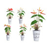 LILY PLANT  METAL POT ASSORT 4