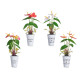 PLANTA LIRIO BOTE METAL SURT 4