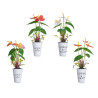 LILY PLANT  METAL POT ASSORT 4