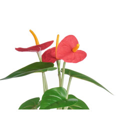 LILY PLANT  METAL POT ASSORT 4