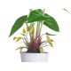 VASO METAL C LIRIOS SORT 4