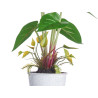 LILY PLANT  METAL POT ASSORT 4